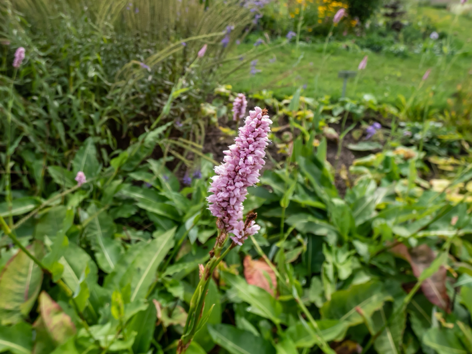 single pink brush from a callistemon shrub growing in front of green plants in a garden