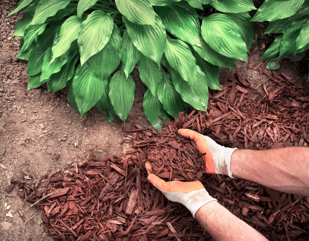 someone adding mulch to the base of a hosta plant