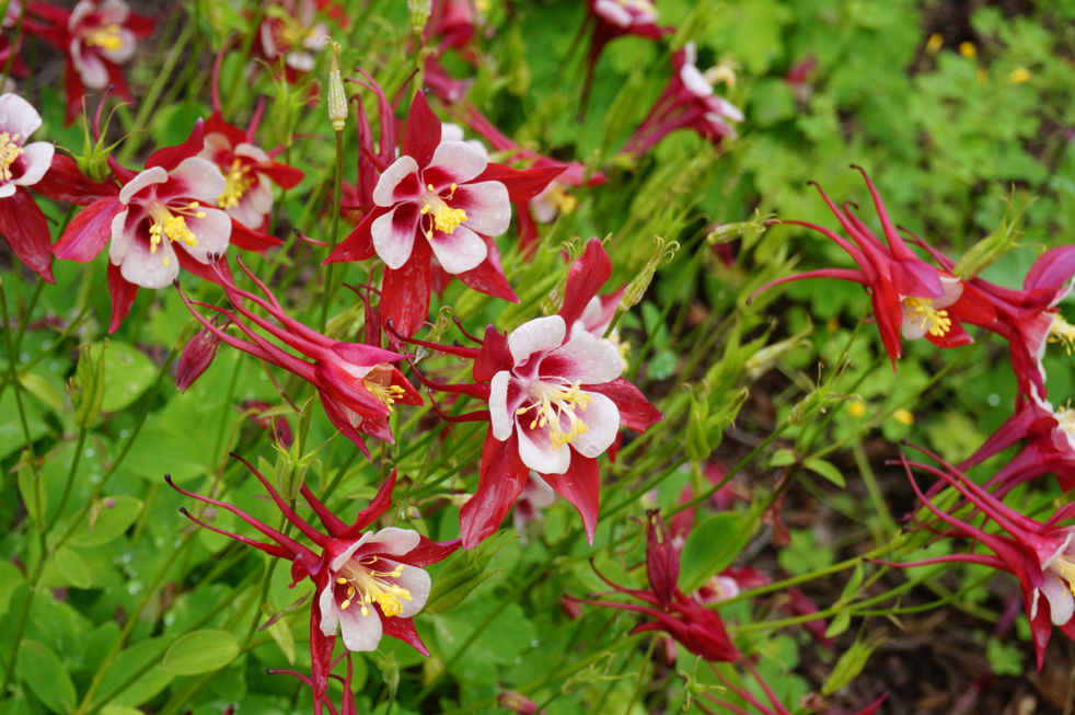 aquilegia 'origami red and white' with red and white petals and a yellow centre growing from the ground
