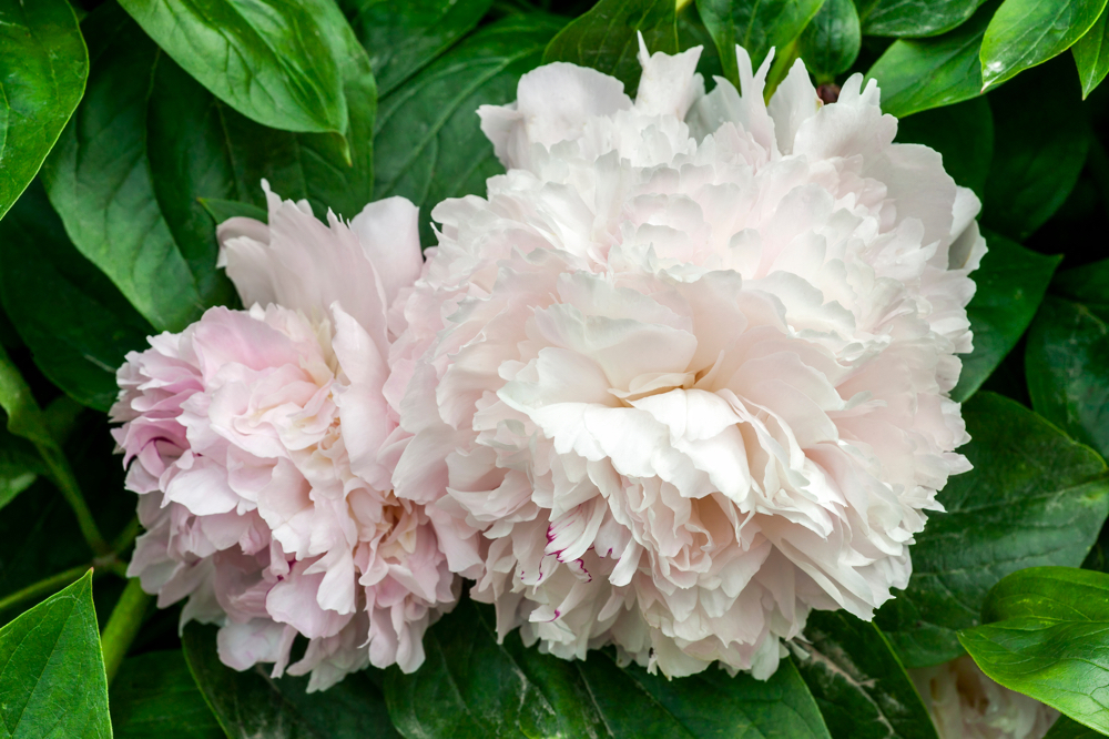 white flowering heads from P. 'Eden's Perfume’ with tinges of pink on its petals