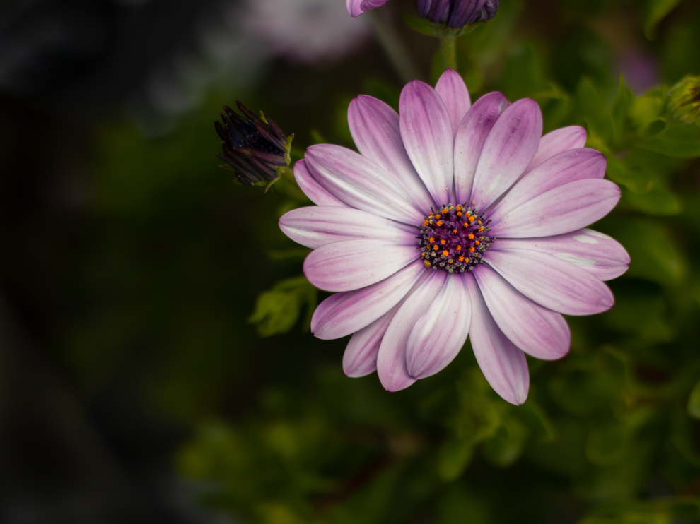 white petals with pink tinges from an African daisy flower