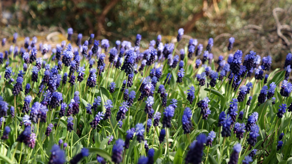 a field of blue and black flowering Muscari latifolium with long stems growing outdoors 