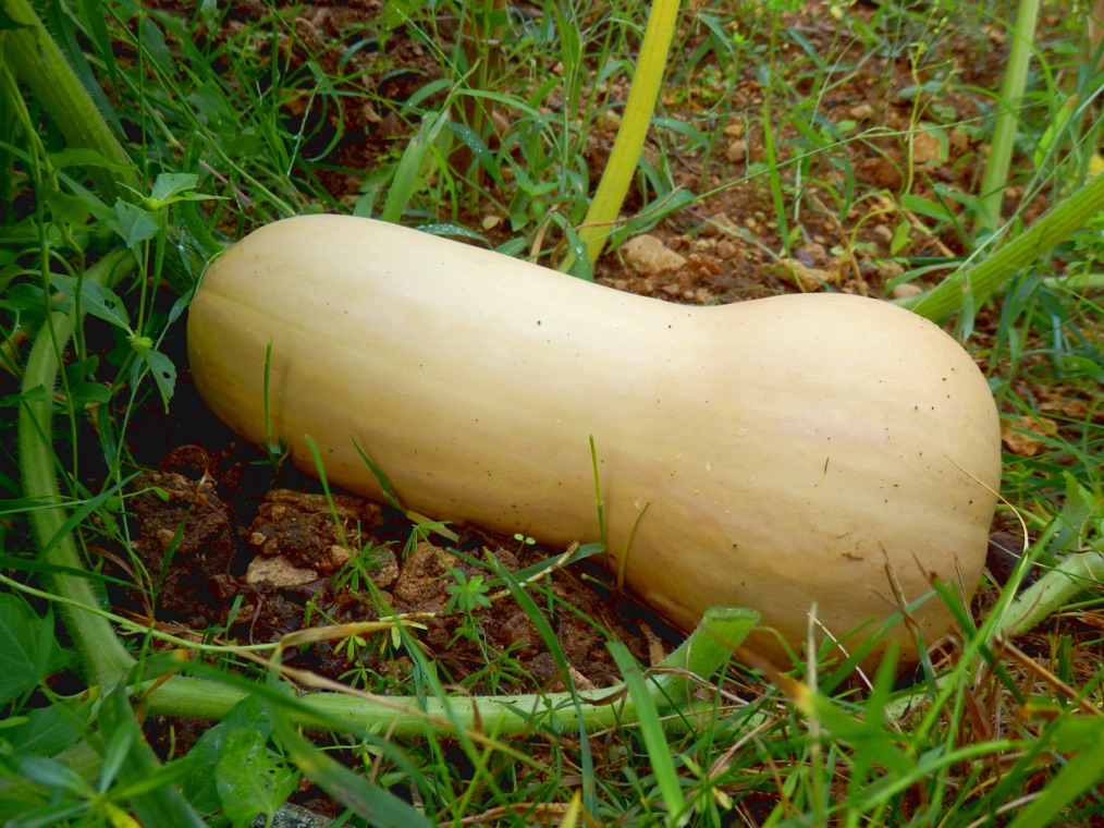 a butternut squash plant growing on the soily ground surrounded by green stems and leaves