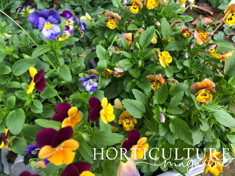 Growing Pansies In Containers With Emily Cupit Horticulture