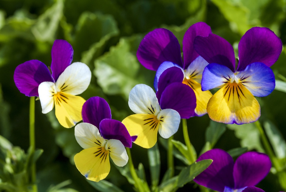 tricolor violas with purple, blue, yellow and white leaves with green leaves behind them