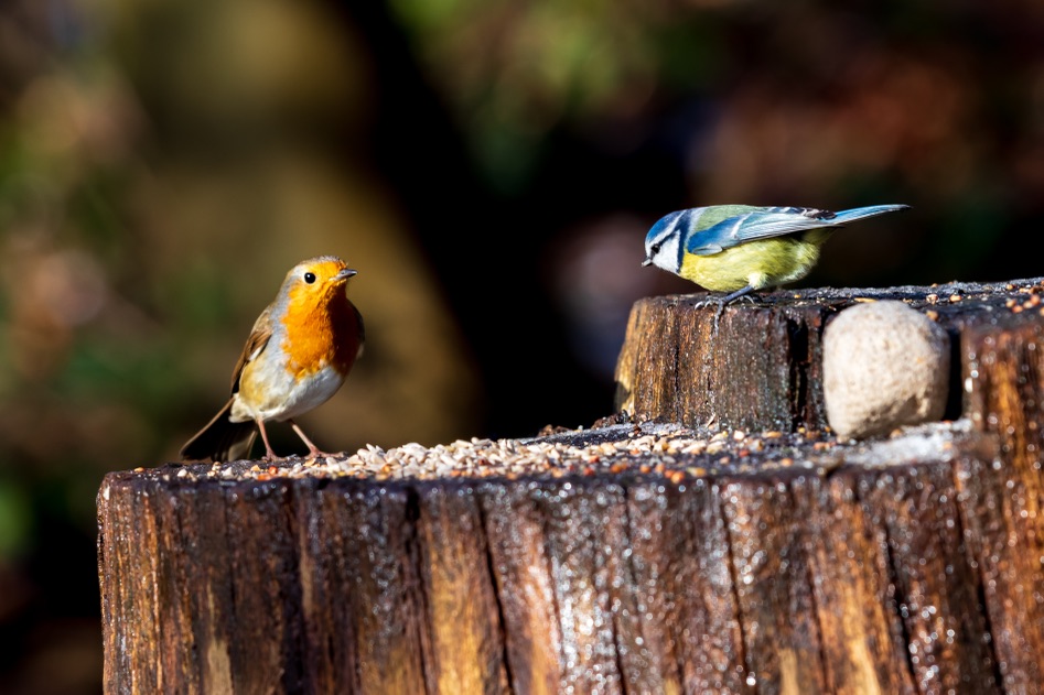 a blue tit and a robin standing on a tree stump which has a pile of bird food in the middle