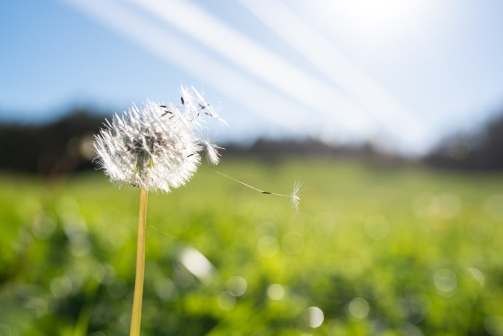 a close-up image of a dandelion losing some of its seeds in the wind with a grass and blue skies in the background