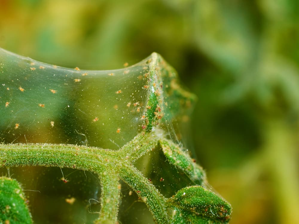 colony of spider mites on the leaves and stems of a plant