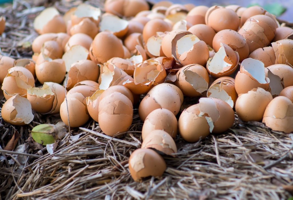 a large pile of used and discarded eggshells lying on top of a pile of sticks