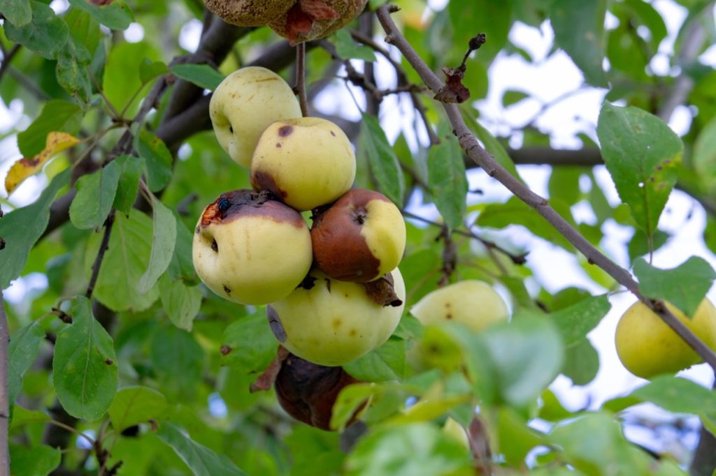 crab apples affected by scab, with mouldy fruit hanging from a branch and leaves with some small fungal patches