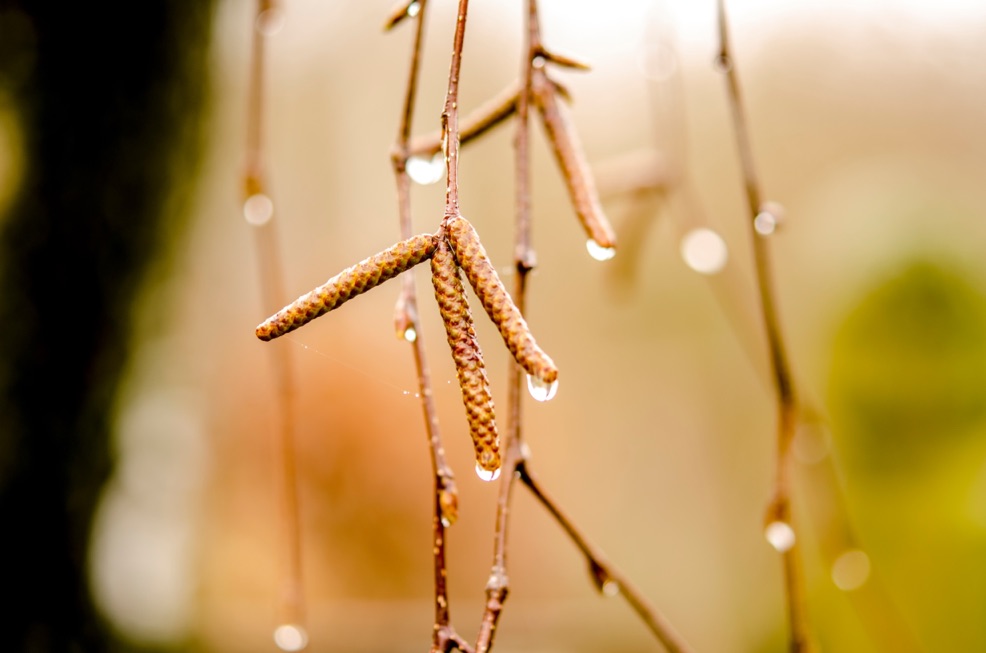 water droplets dripping from the bronze catkins of a birch tree