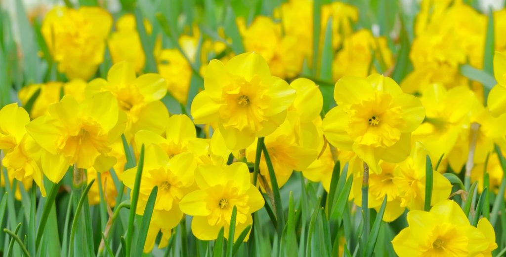 a crowd of yellow flowering daffodils growing next to each other