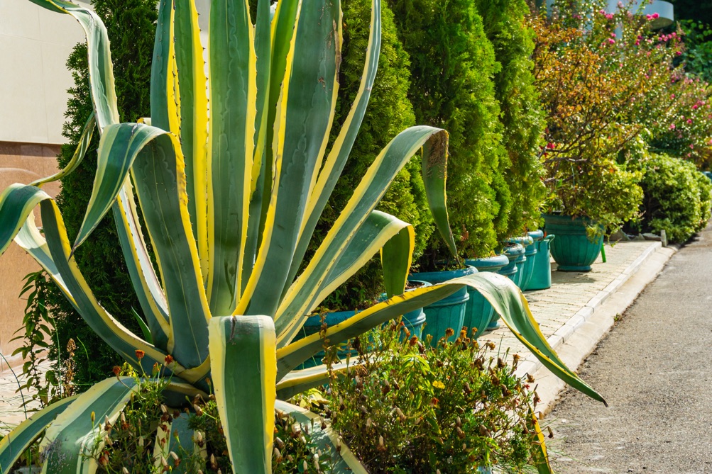 long, tall agave plant with green leaves and yellow edges growing in front of a range of potted conifers