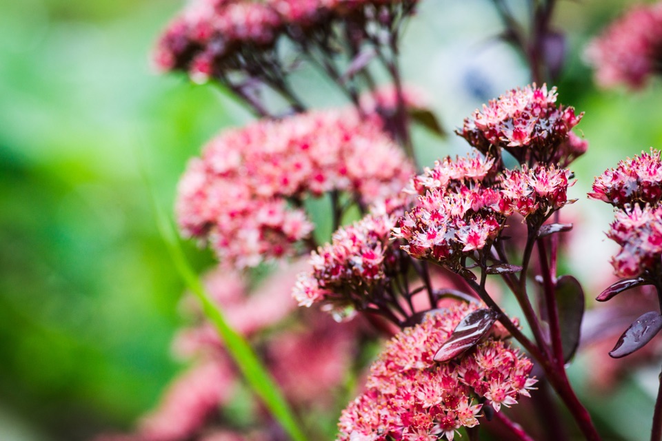 pink flowering sedums with red stems growing outside in front of a blurred, green background