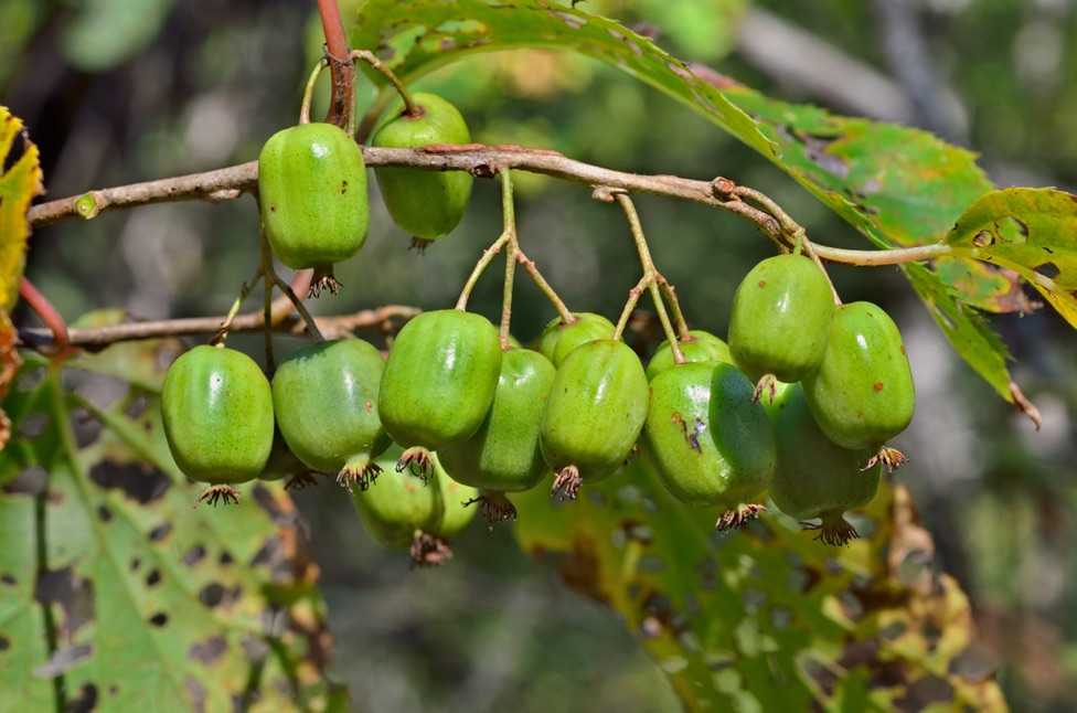 hardy kiwi plant bearing lots of green, smooth fruit growing outdoors