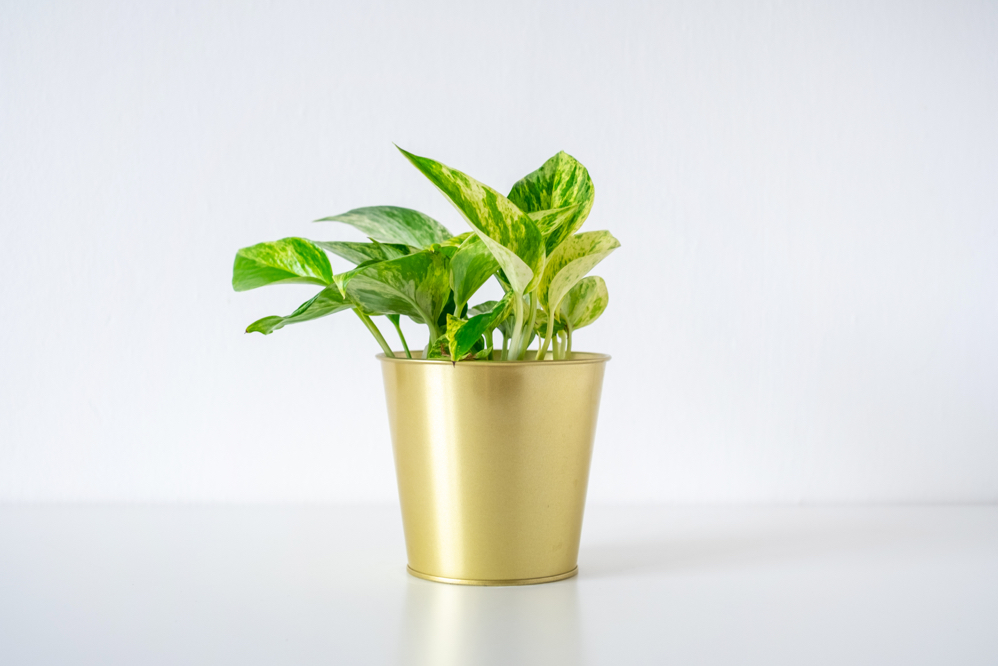 marble queen pothos growing in a gold pot against a white background