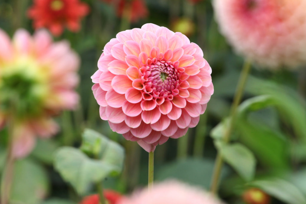 D. Linda's baby with pink flowering head growing from its stem outside