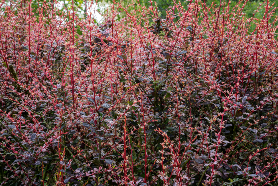 Berberis thunbergii f. atropurpurea  'Rose Glow' shrub with deep red foliage