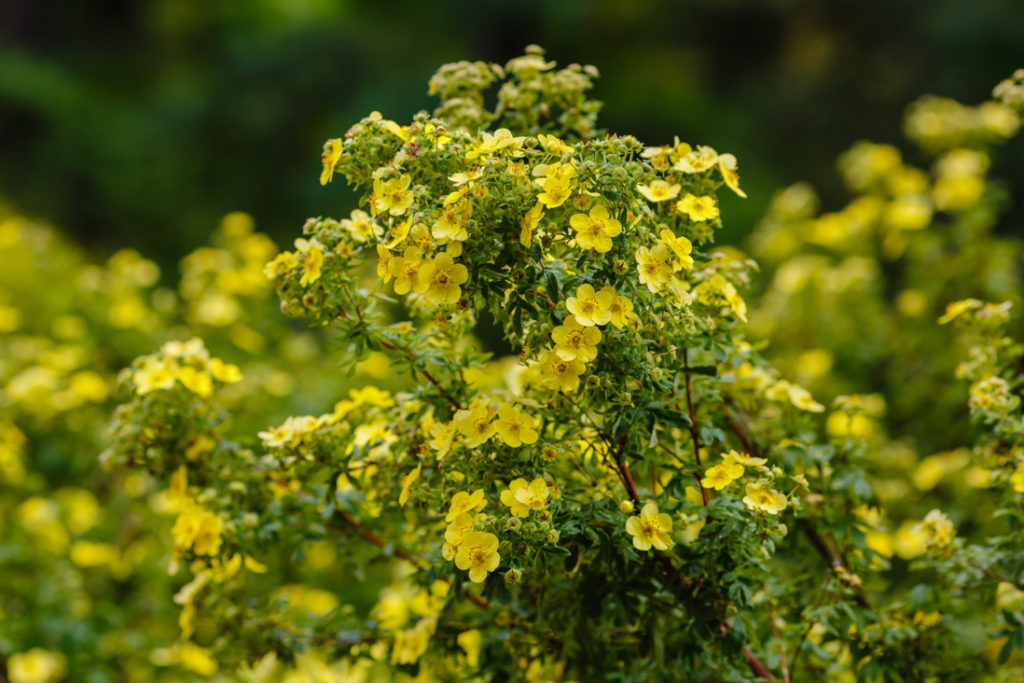 Potentilla fruticosa plant with yellow small flowers growing outside