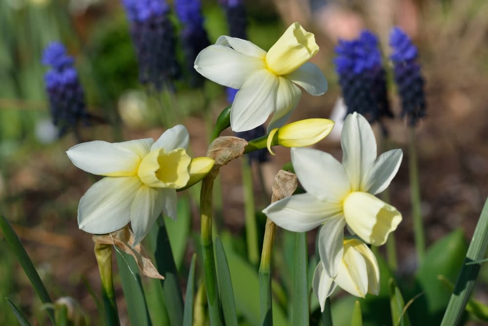 narcissus 'Mission Bells' flowers with blue muscari in the background