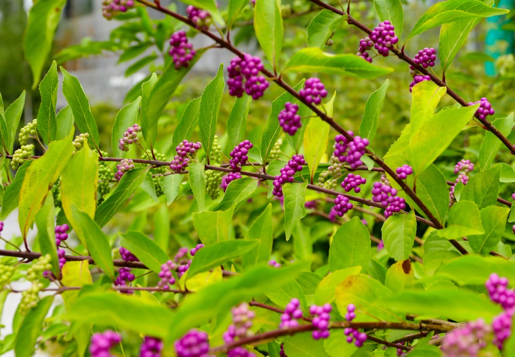 a beautyberry shrub with bunches of its purple fruit growing between the plant's leaves