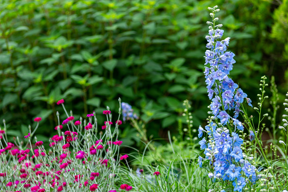 blue and purple flowering delphinium plant growing in front of a green shrub with another purple shrub next to it