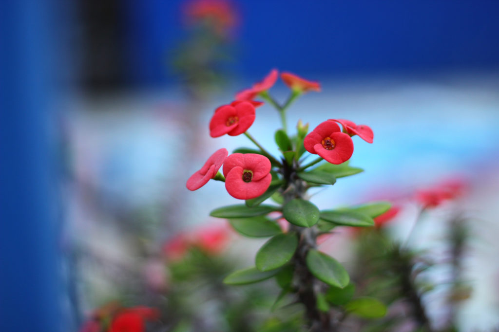 red flowers from a crown of thorns plant growing in front of a blue background