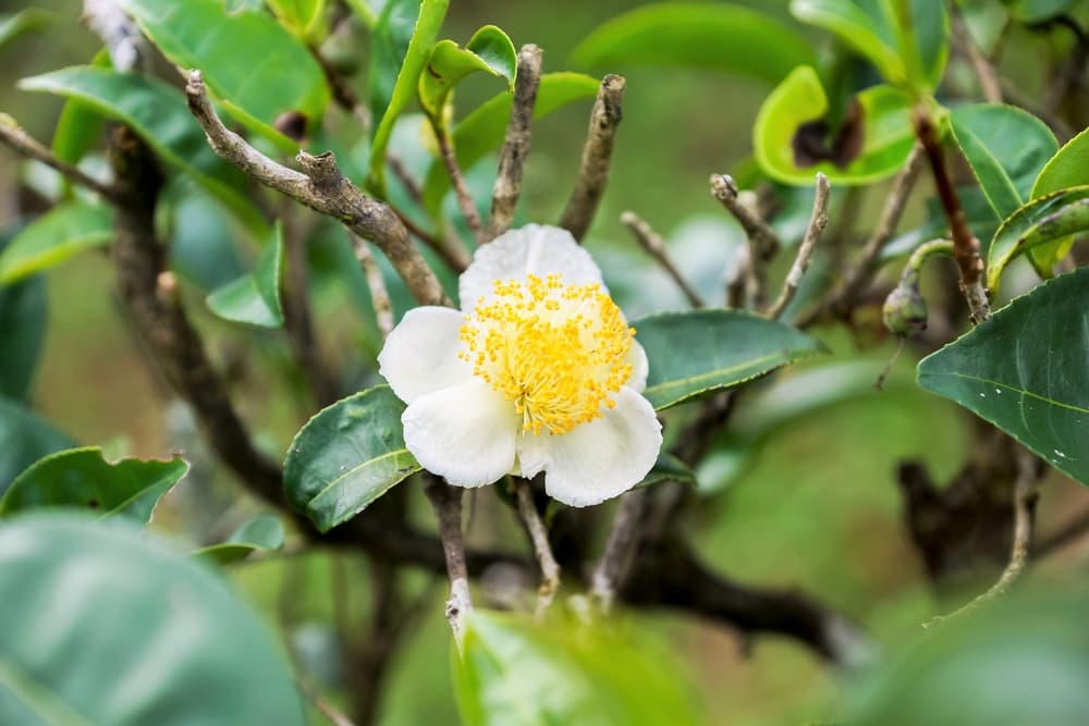 white and yellow flower of camellia sinensis 'Chinsingganzai'