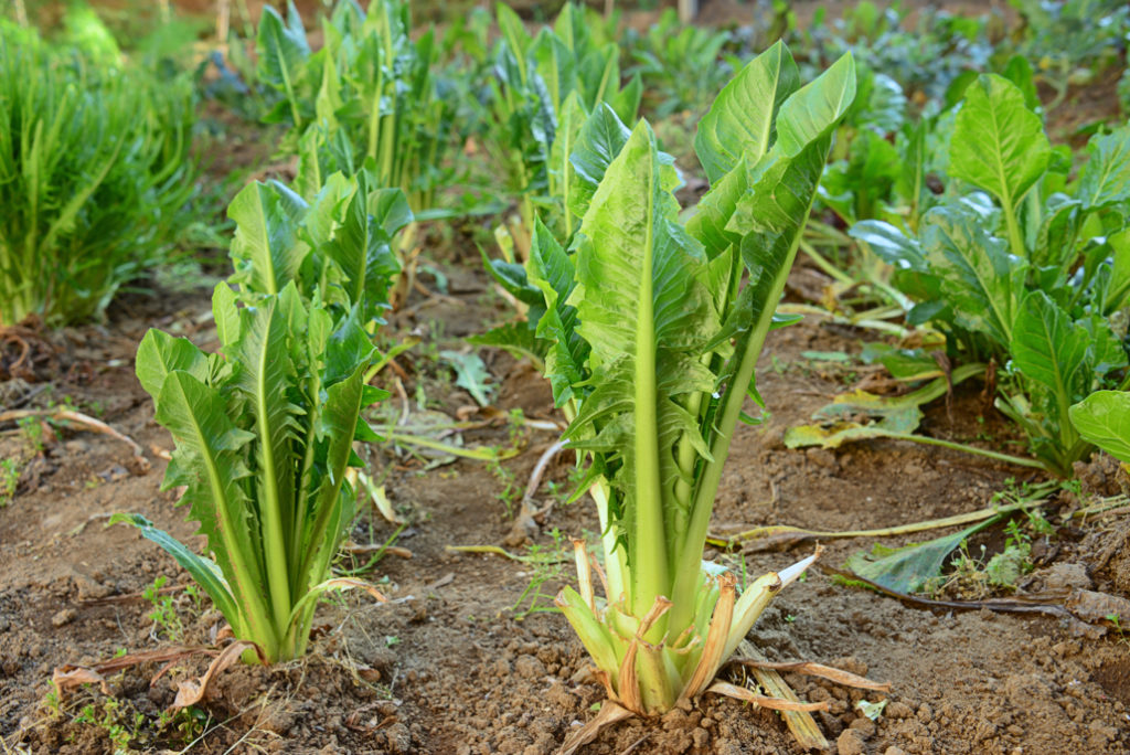 chicory plants growing from the soil in the ground in a vegetable bed outdoors