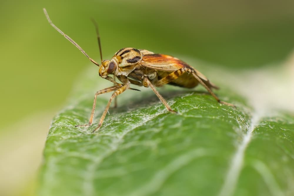 magnified view of a Tarnished Plant Bug sat on a leaf