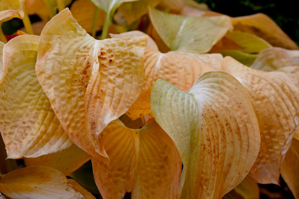 hosta plant with dying yellow leaves