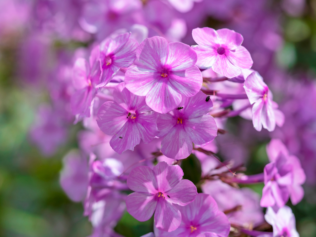 pink flowers with white streaks on the petals from a phlox maculata 'Alpha’ plant