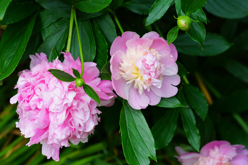 P. lactiflora 'Sorbet’ plant with pink flowers and dark green leaves