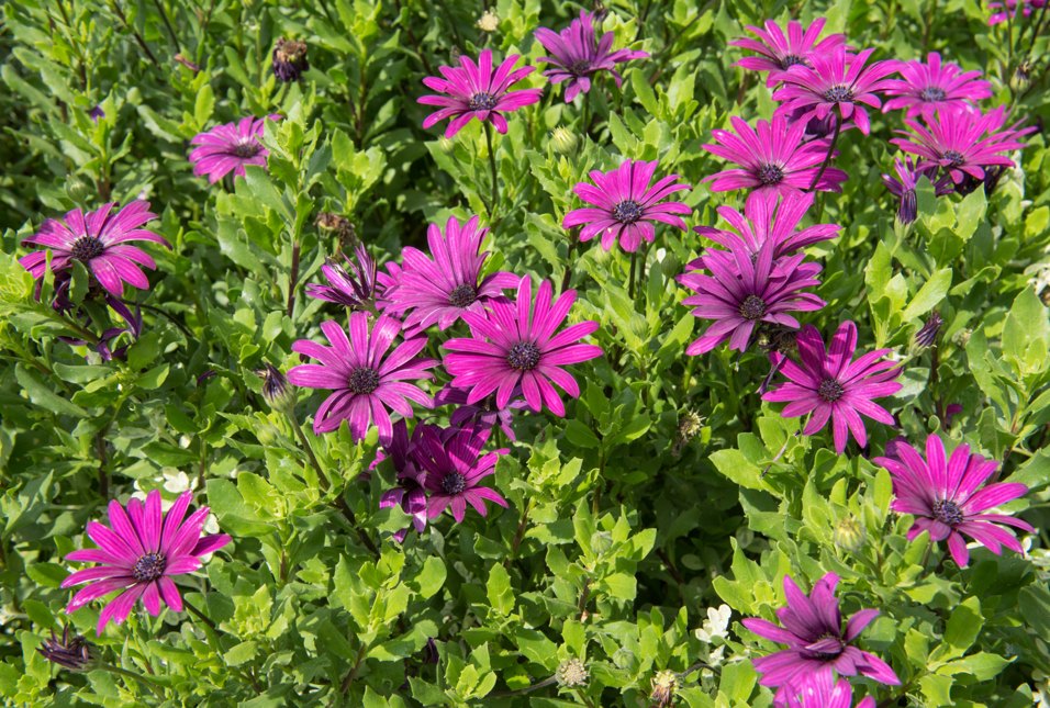 O. 'tresco purple' with purple flowers and bright green foliage growing outdoors