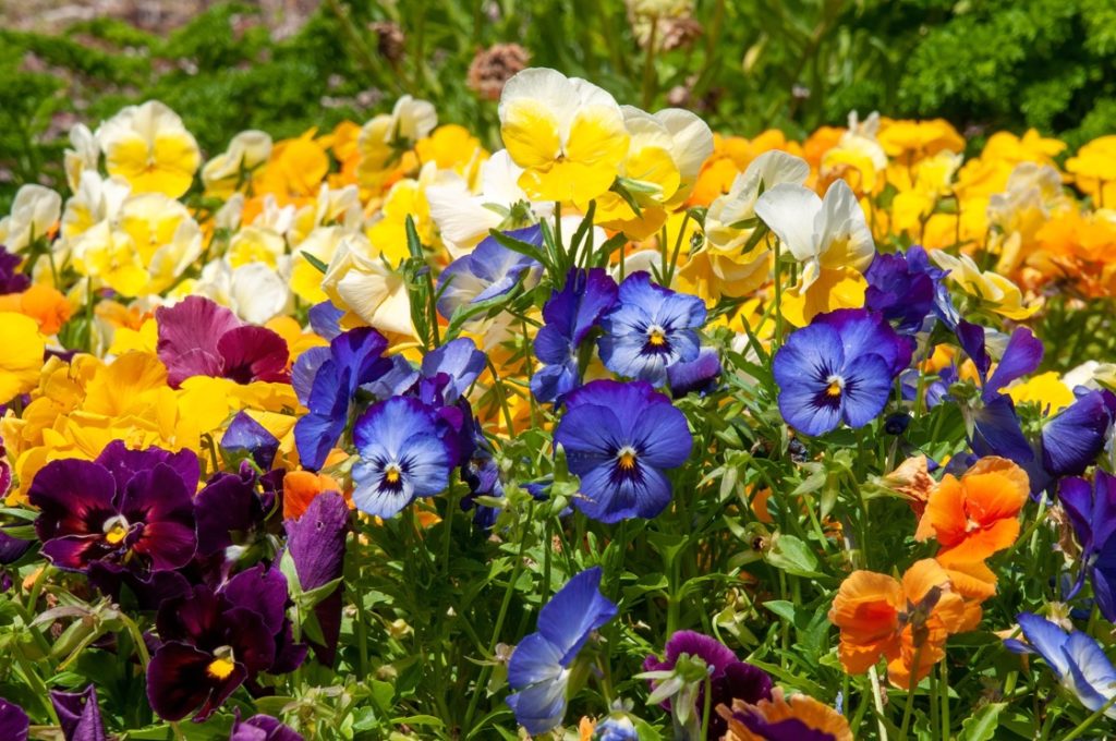 a garden bed with an array of white, yellow, orange, purple and blue violas growing outside