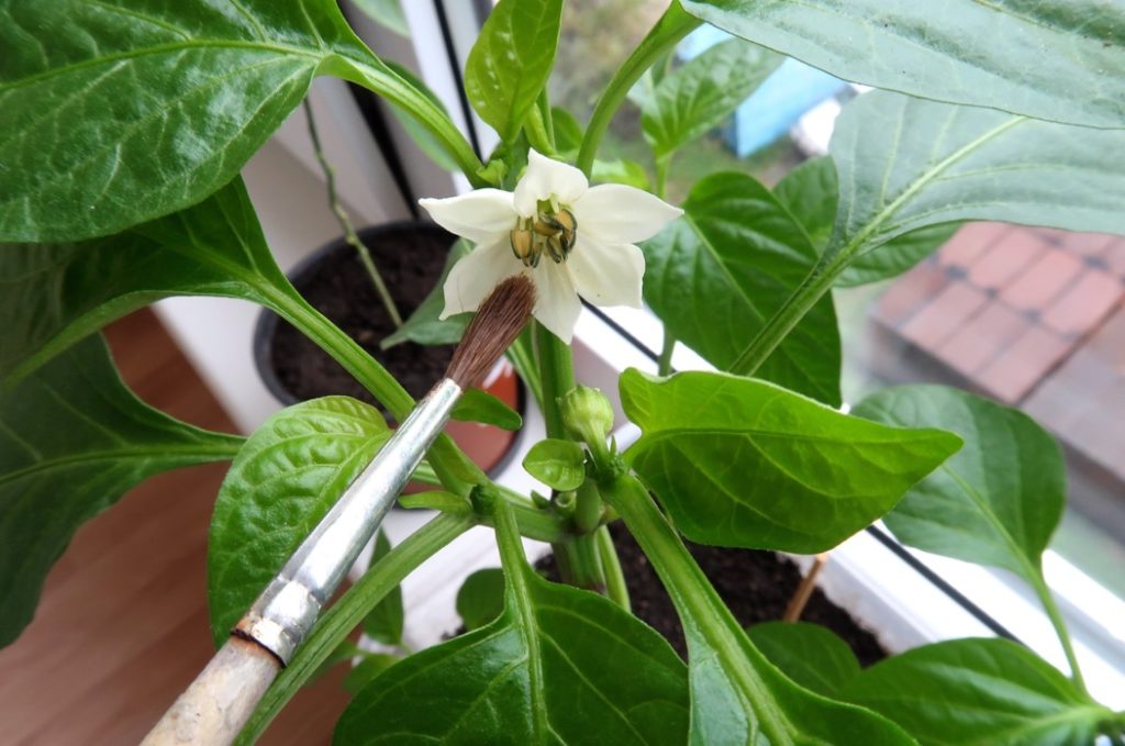 a white flower growing from a pot inside being pollinated with a small paintbrush stroking one of its petals