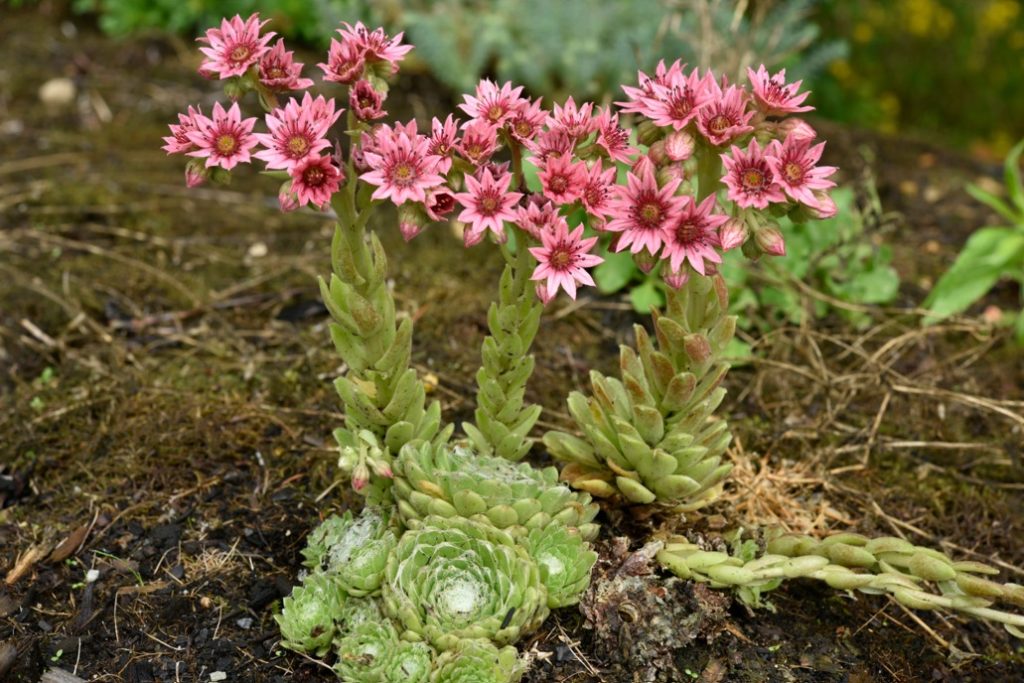 pink flowering sempervivum plants with succulent leaves growing outside in a mossy soil