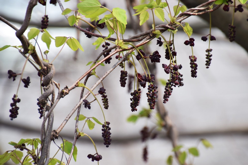 Akebia trifoliata with its small black fruits hanging from its stems, growing outside in front of a white wall