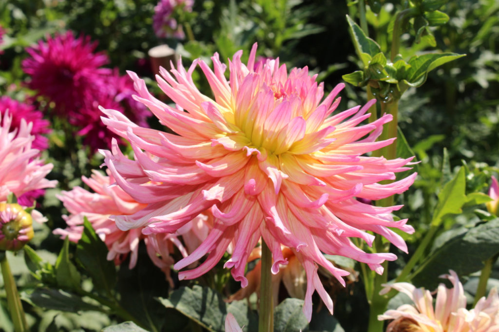 Dahlia 'Alfred Grille' with pink petals growing outside in the sun with purple flowers behind it