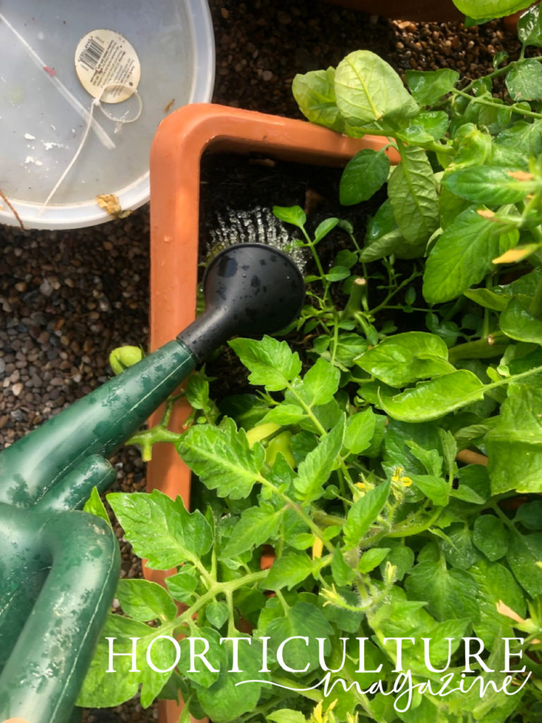 a tomato plant that is growing in a container being watered by a watering can with small stones on the floor beneath in the background