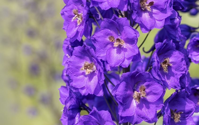 delphinium bruce flower with purple petals and a brown centre