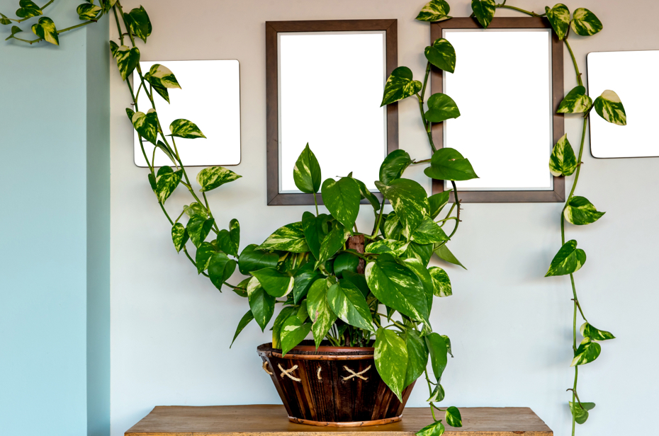 devil's ivy growing in a pot on a table with its variegated foliage draped on the walls above it