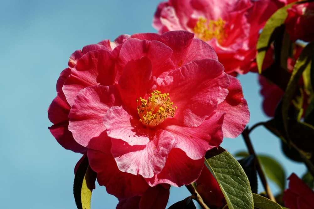open saucer-like pink blooms of Camellia reticulata