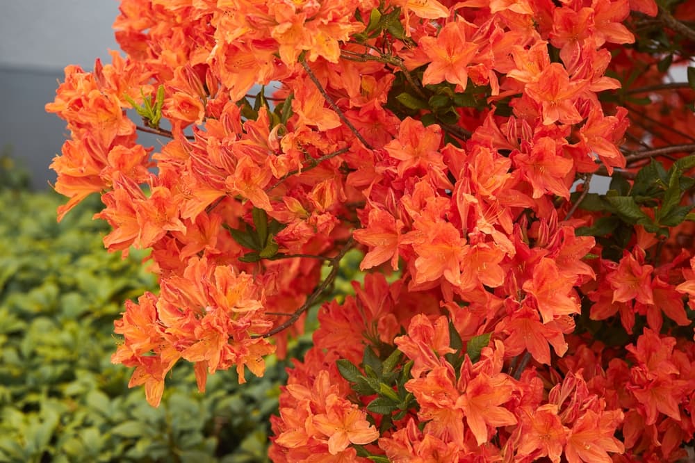 orange flowering knap hill azaleas