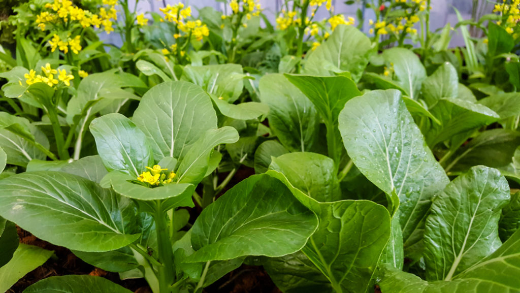 choy sum leaves with yellow flowers growing next to each other