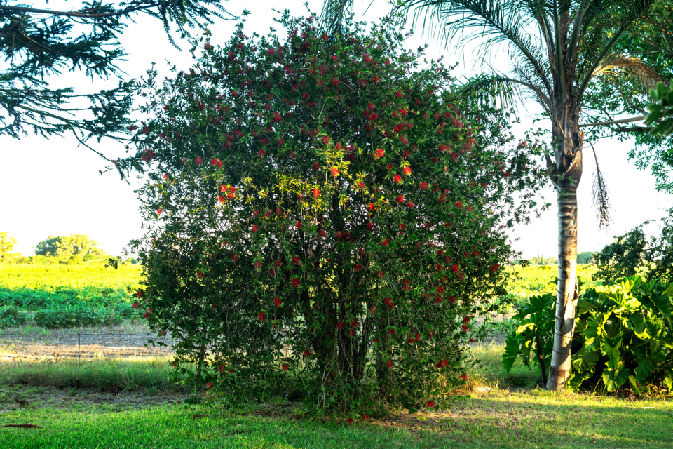 red callistemon tree growing outside with other trees and shrubs behind it