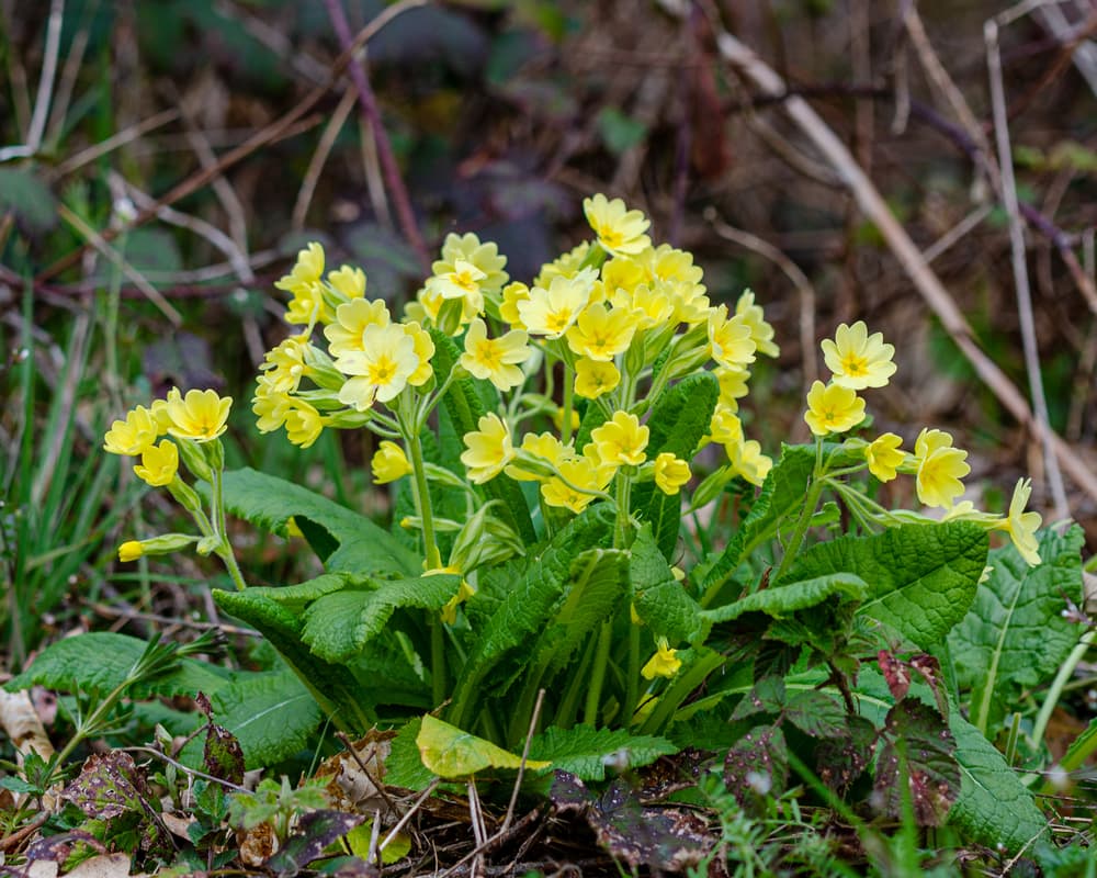 true oxlip growing from woodland ground