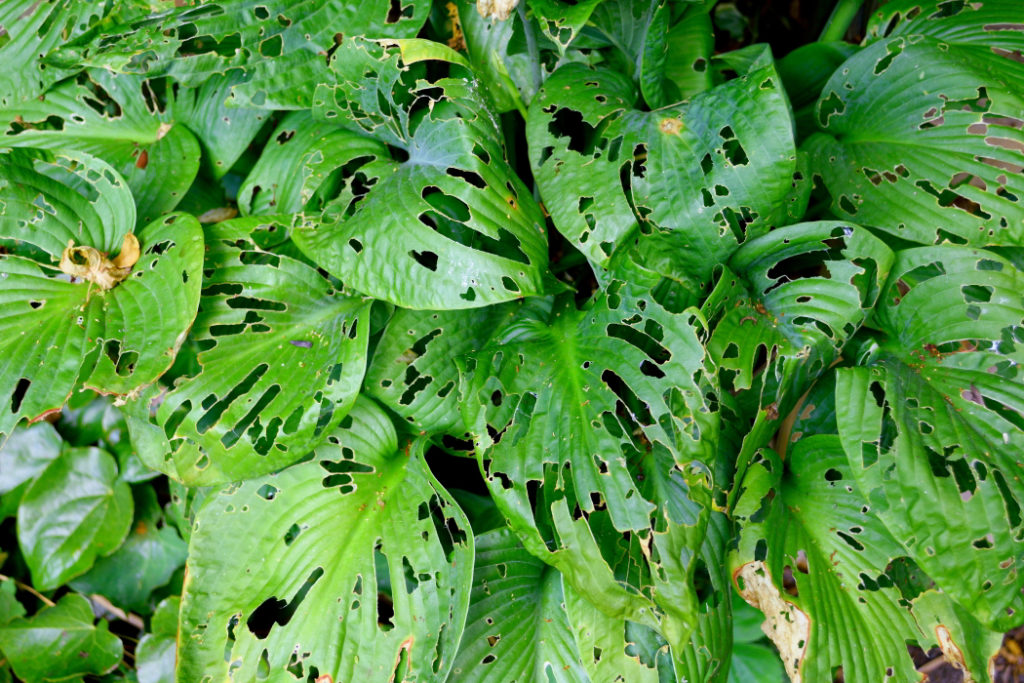 hosta plant leaves covered in holes from slug and snail damage