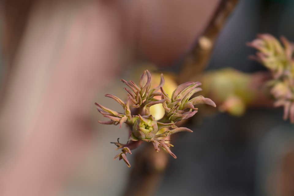 the tiny brown leaves from a P. × suffruticosa 'Xue Ta’ in the autumn growing outside