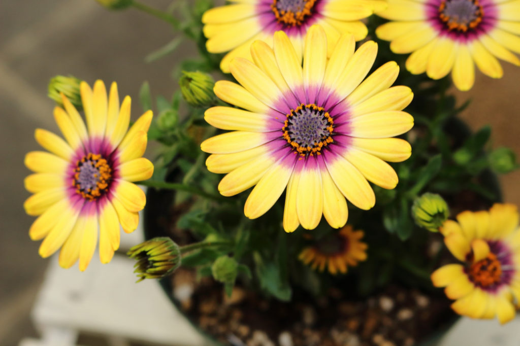 African daisy 'blue-eyed beauty' with yellow and purple petals growing inside a container